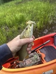 Customer photo review of Swimmax Fishing Lures | Six-Segmented | BKK Hook | Rattling Gurgling | Heavy-Duty Dyneema Fiber | For Bass & Trout & Walleye & Crappie