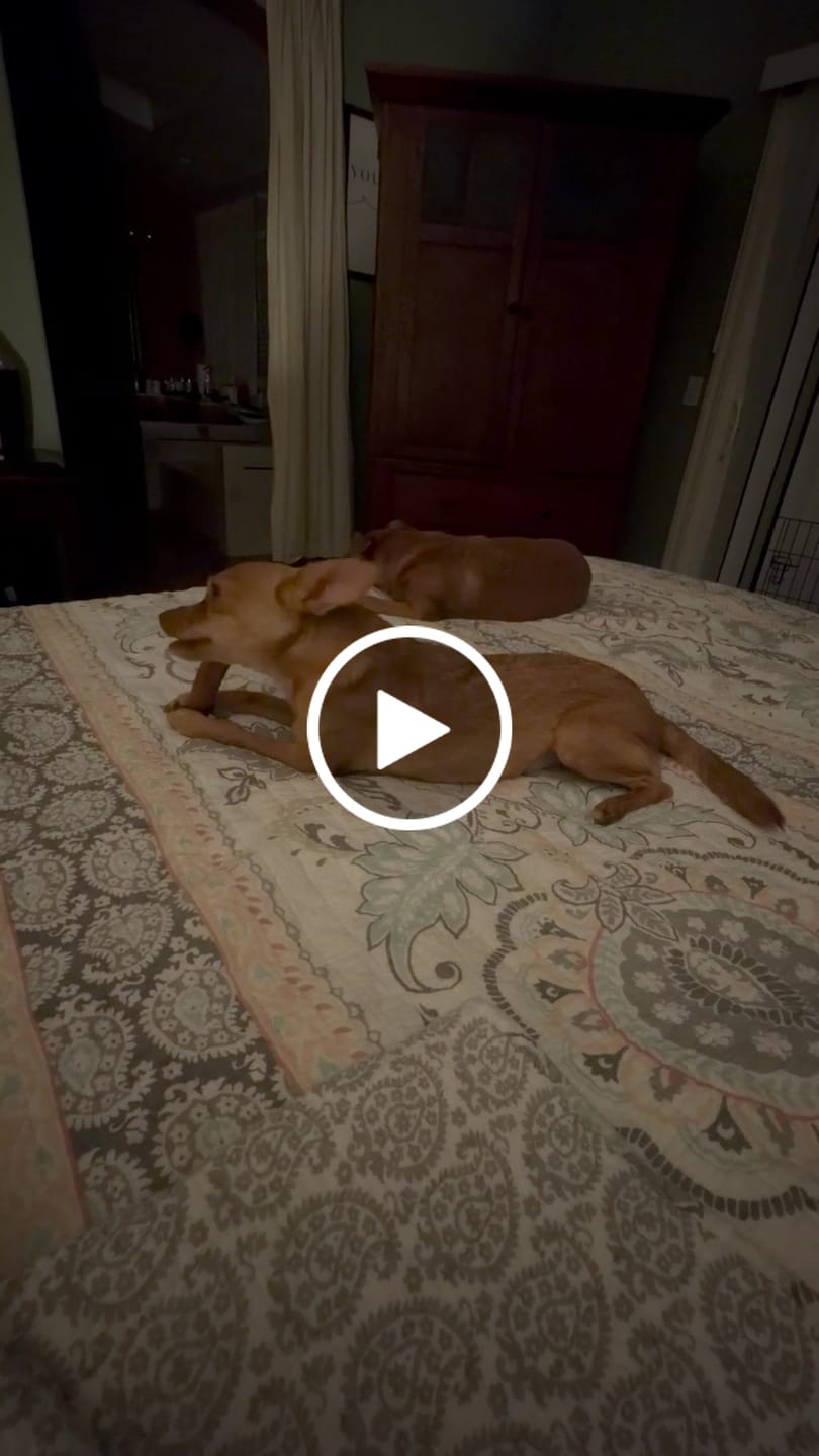 Customer video review of Bully Sticks