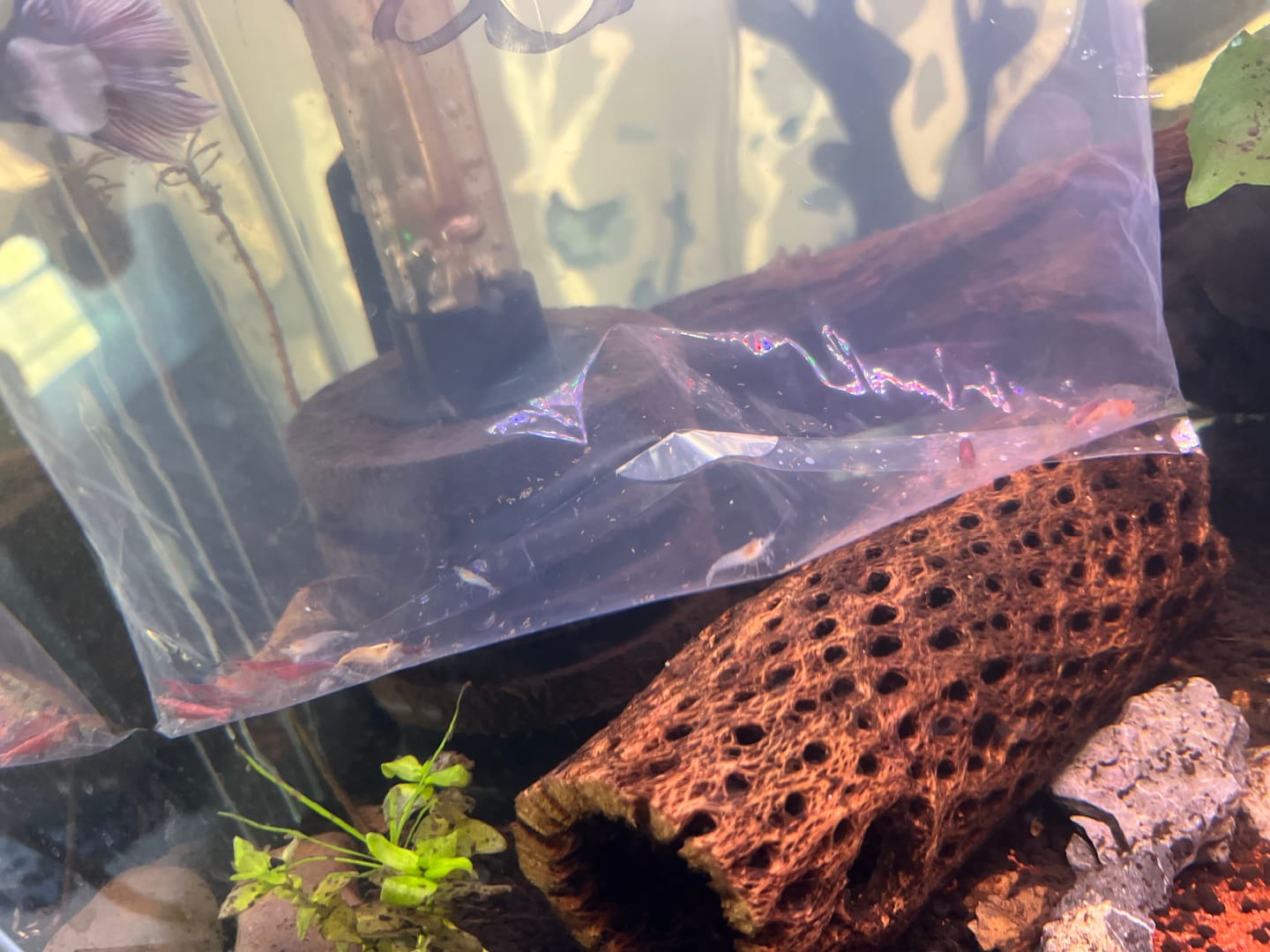 Customer photo review of Skittles Shrimp