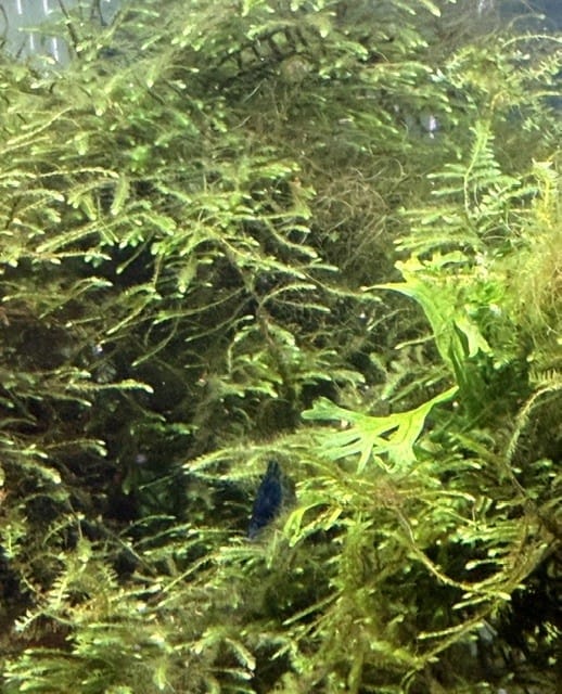 Customer photo review of Blue Dream Shrimp