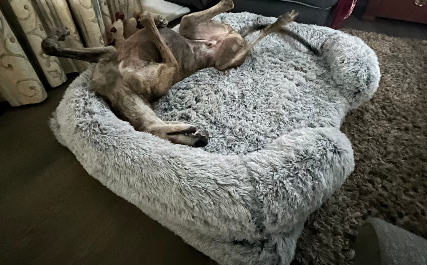 Customer photo review of Pet Orthopaedic Bed