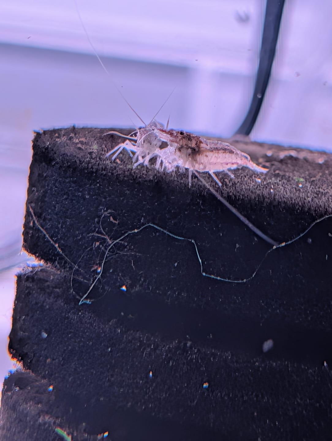Customer photo review of Amano Shrimp