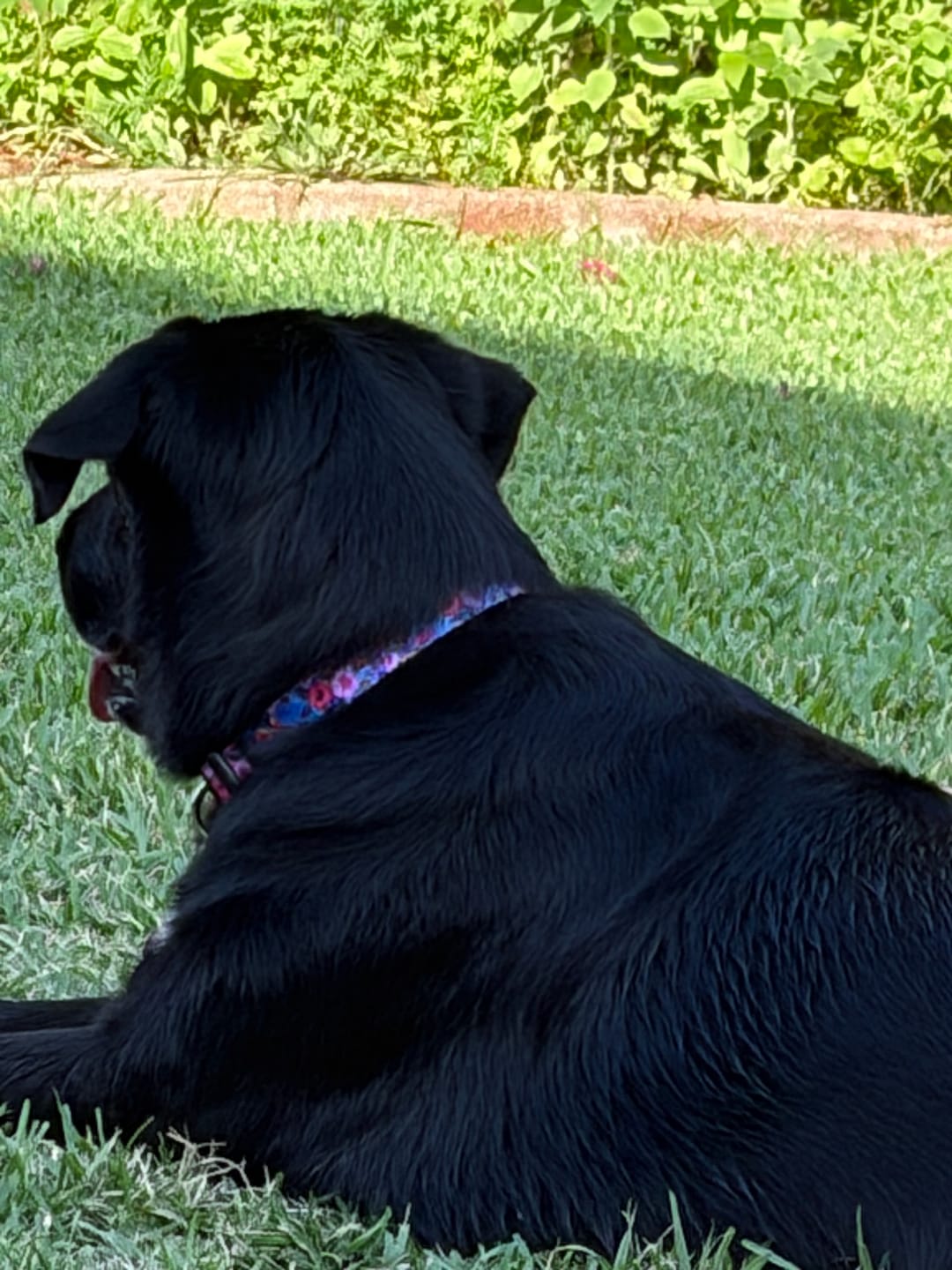 Customer photo review of Lillian Dog Collar