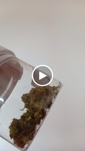 Customer video review of THC-A 31% Flower Biscotti Mintz