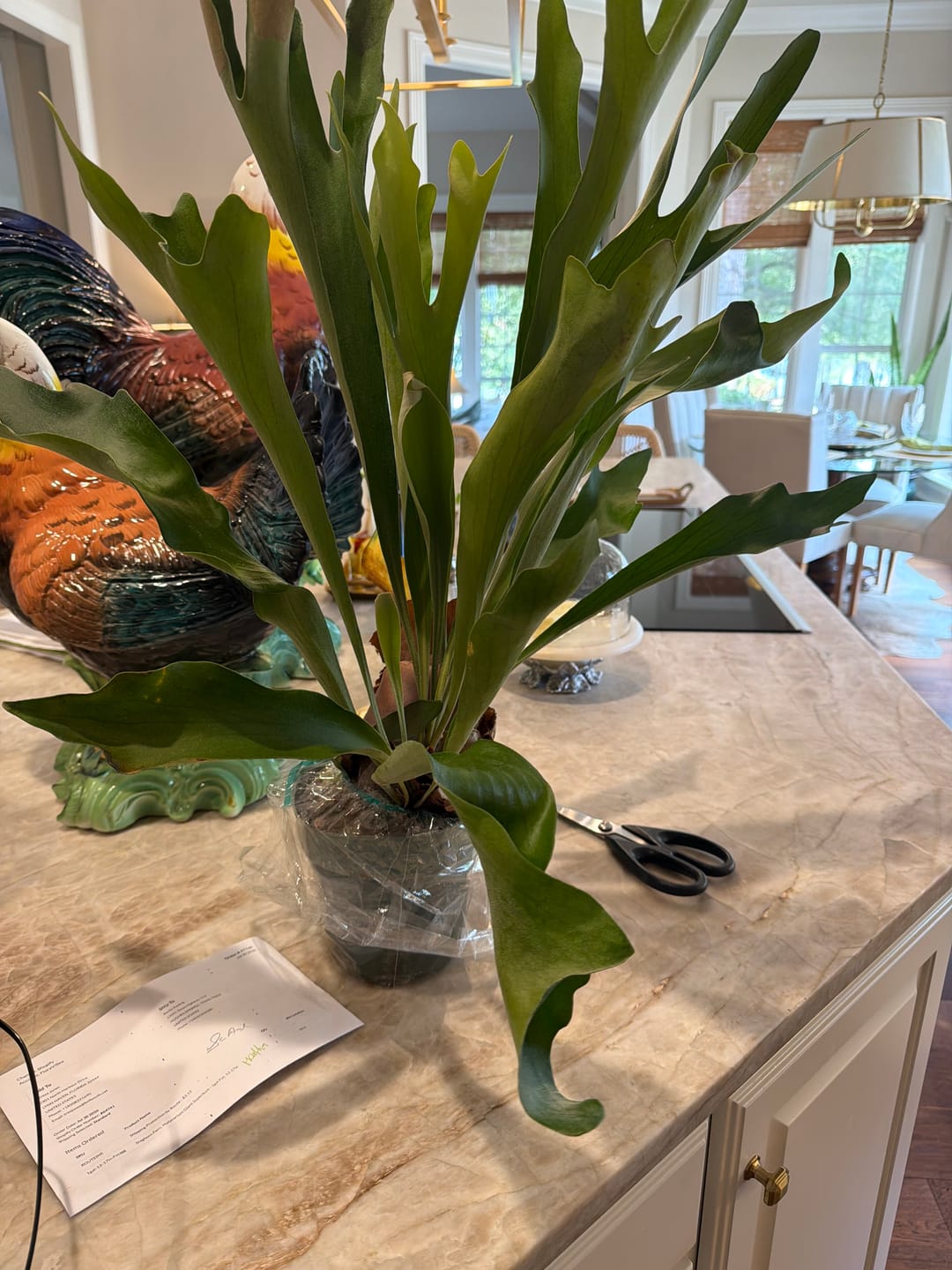 Customer photo review of Staghorn Fern, Platycerium Giant Superbum