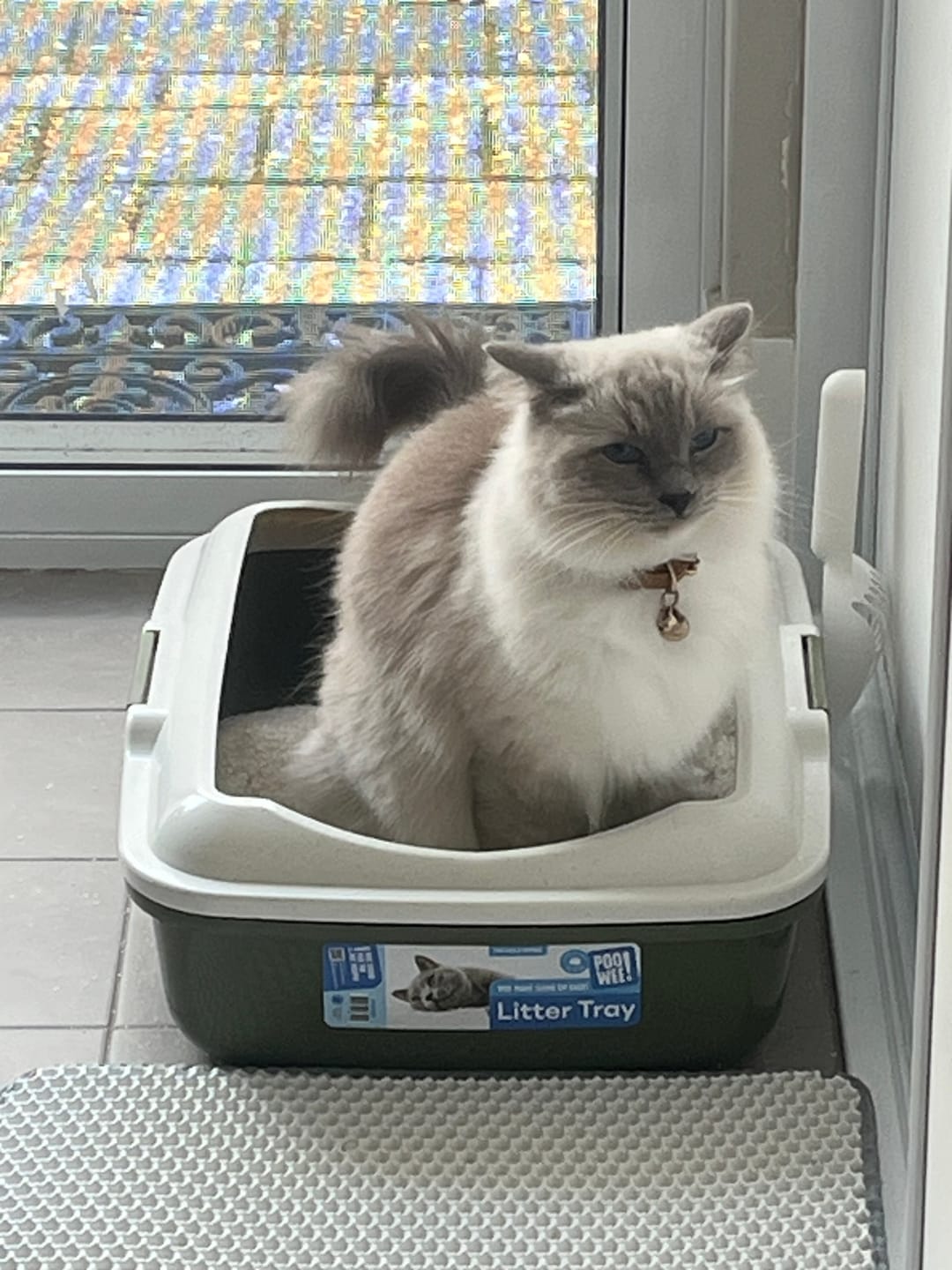 Customer photo review of Fit Litter