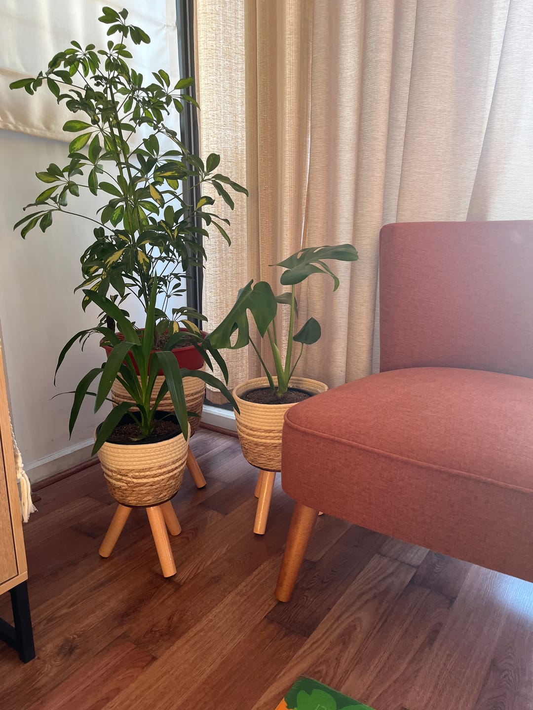 Customer photo review of Mini Yuca (Palo de agua)