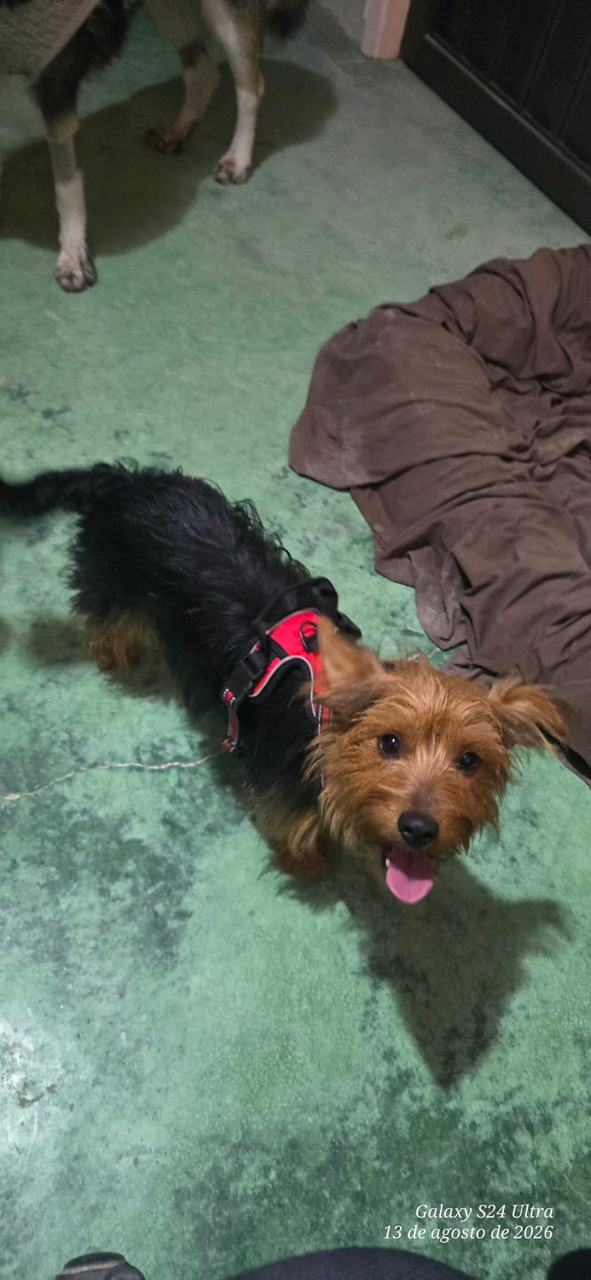 Customer photo review of CT2785 1 Pieza De Pechera Para Mascota
