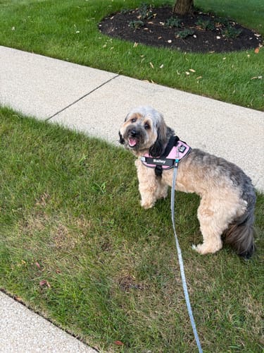 Customer's dog wearing a pink Dogshood Easy On harness while standing on a grassy lawn