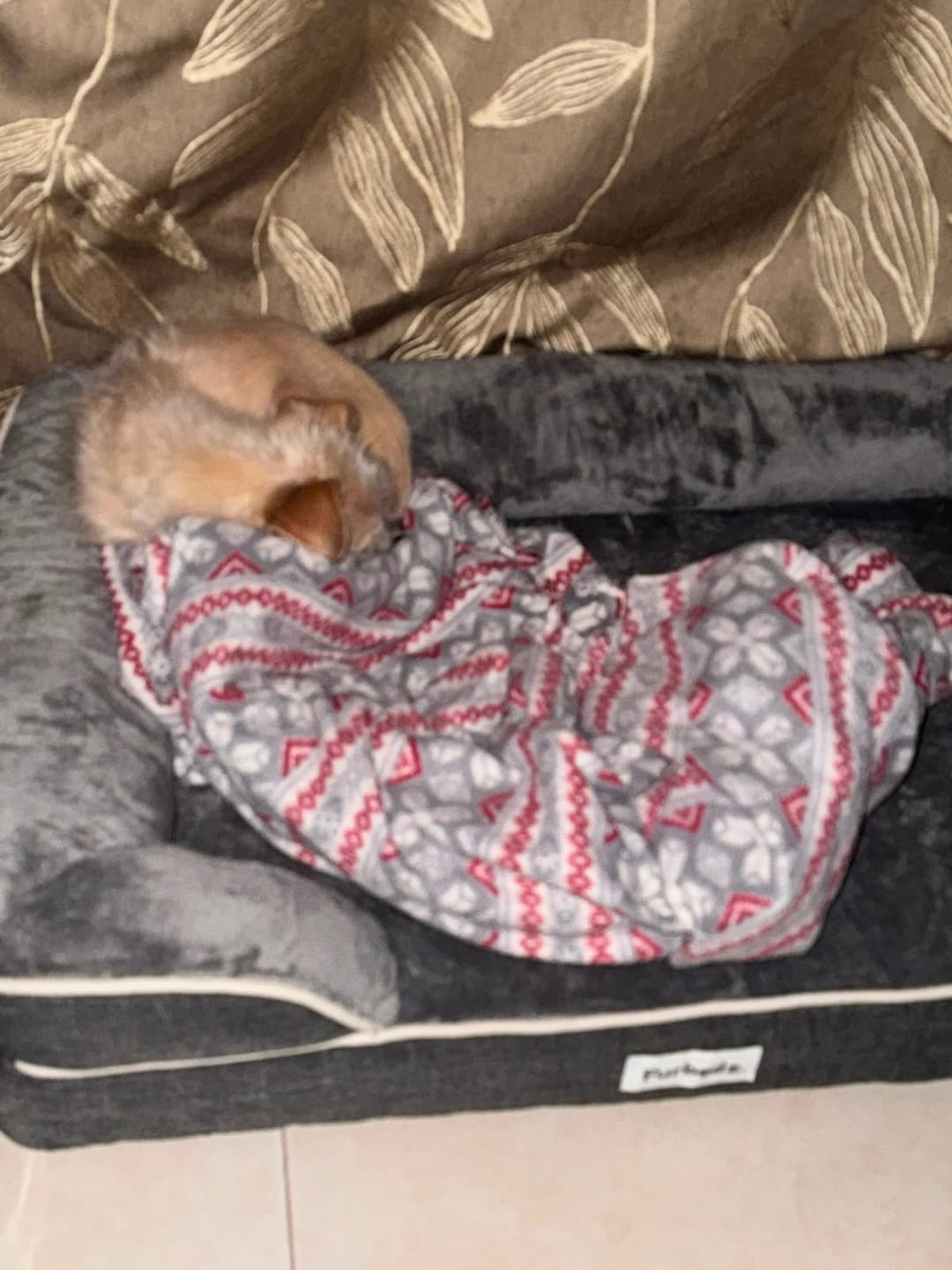 Customer photo review of Cama Ortopédica para Perros