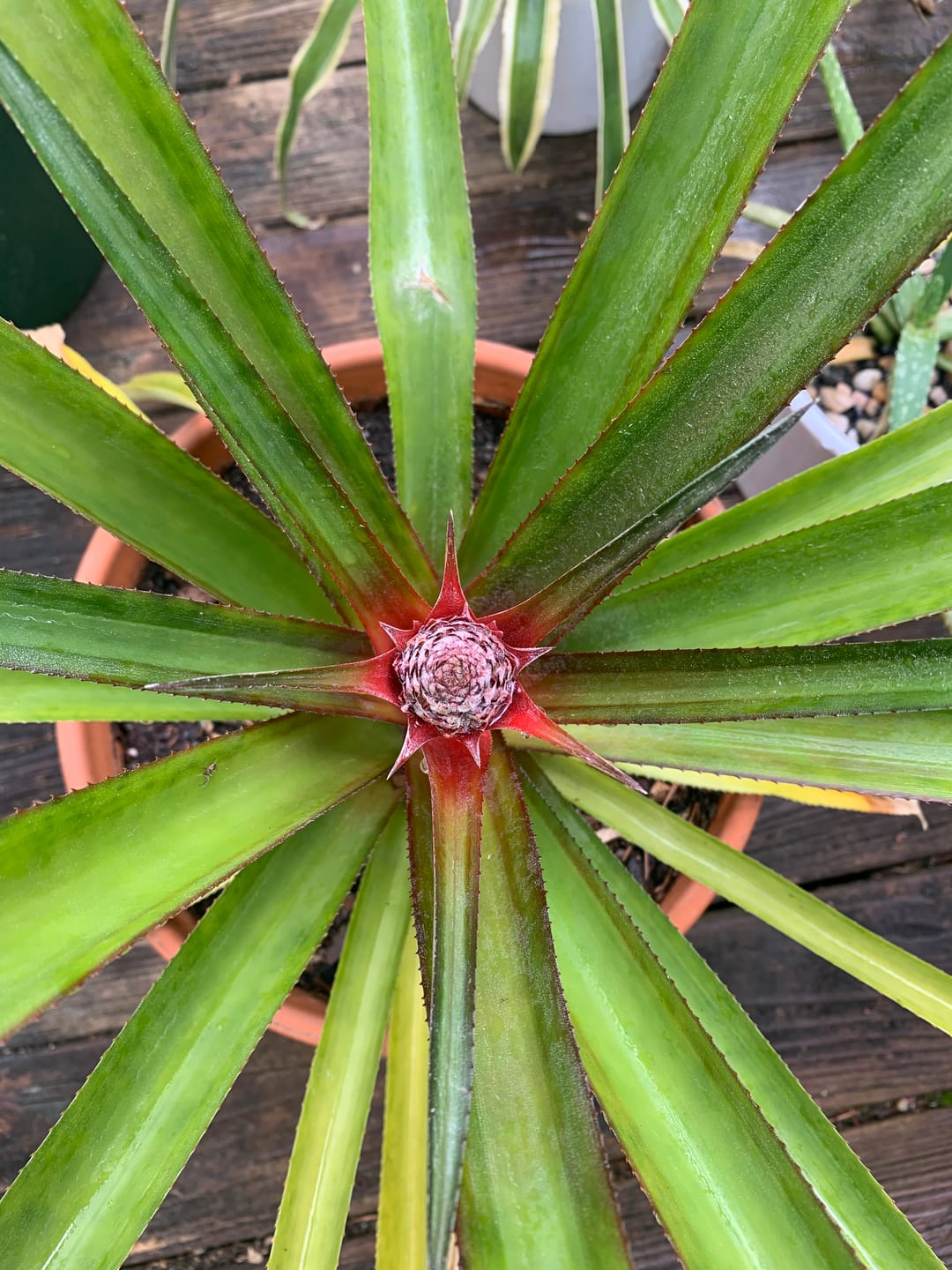 Customer photo review of Red Pineapple Plant