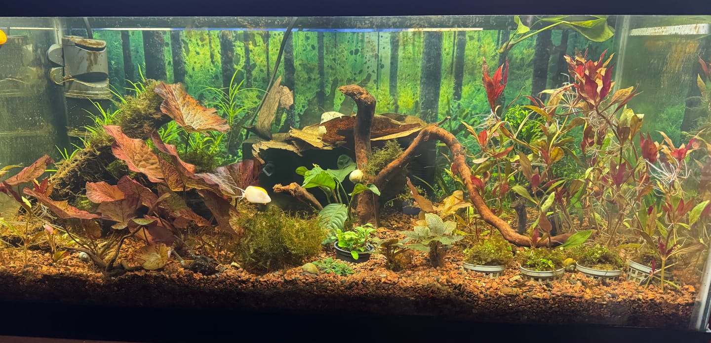 Customer photo review of Red Tiger Lotus "Nymphaea lotus Red" BULB