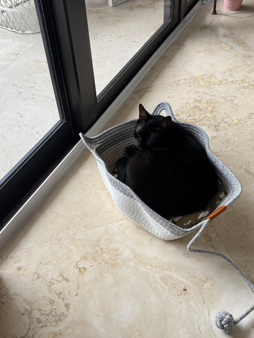 Customer photo review of Instinct Basket | Meet the first research-backed natural territory for indoor cats
