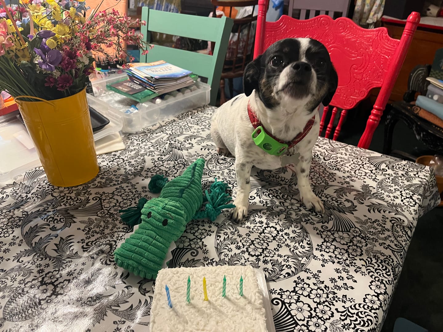 Customer photo review of FurLife™ 12 Months Flea and Tick Free
