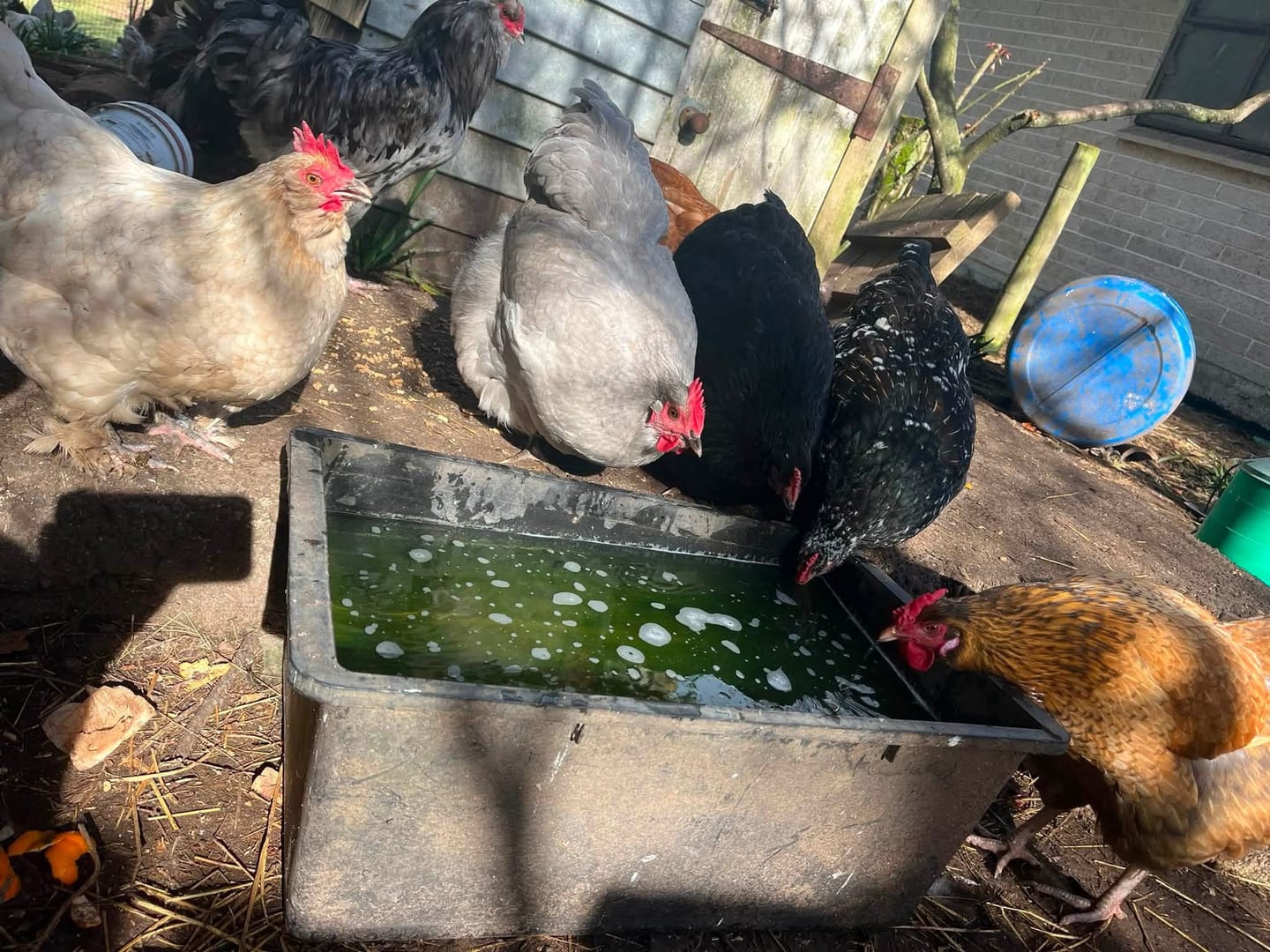 Customer photo review of Poultry Vitamin Boost Tonic 250ml
