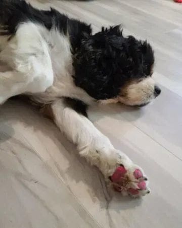 Customer photo review of Aktoclean™️ PawGrip™️ | Grips antidérapants pour chien