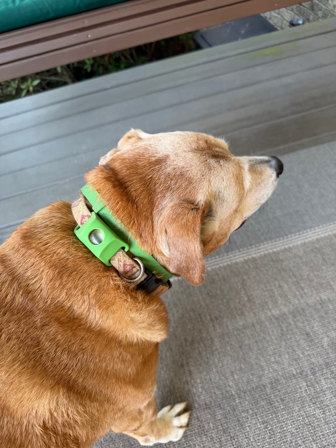 Customer photo review of FurLife™ - 8 Months All Natural Flea and Tick Collar for Dogs