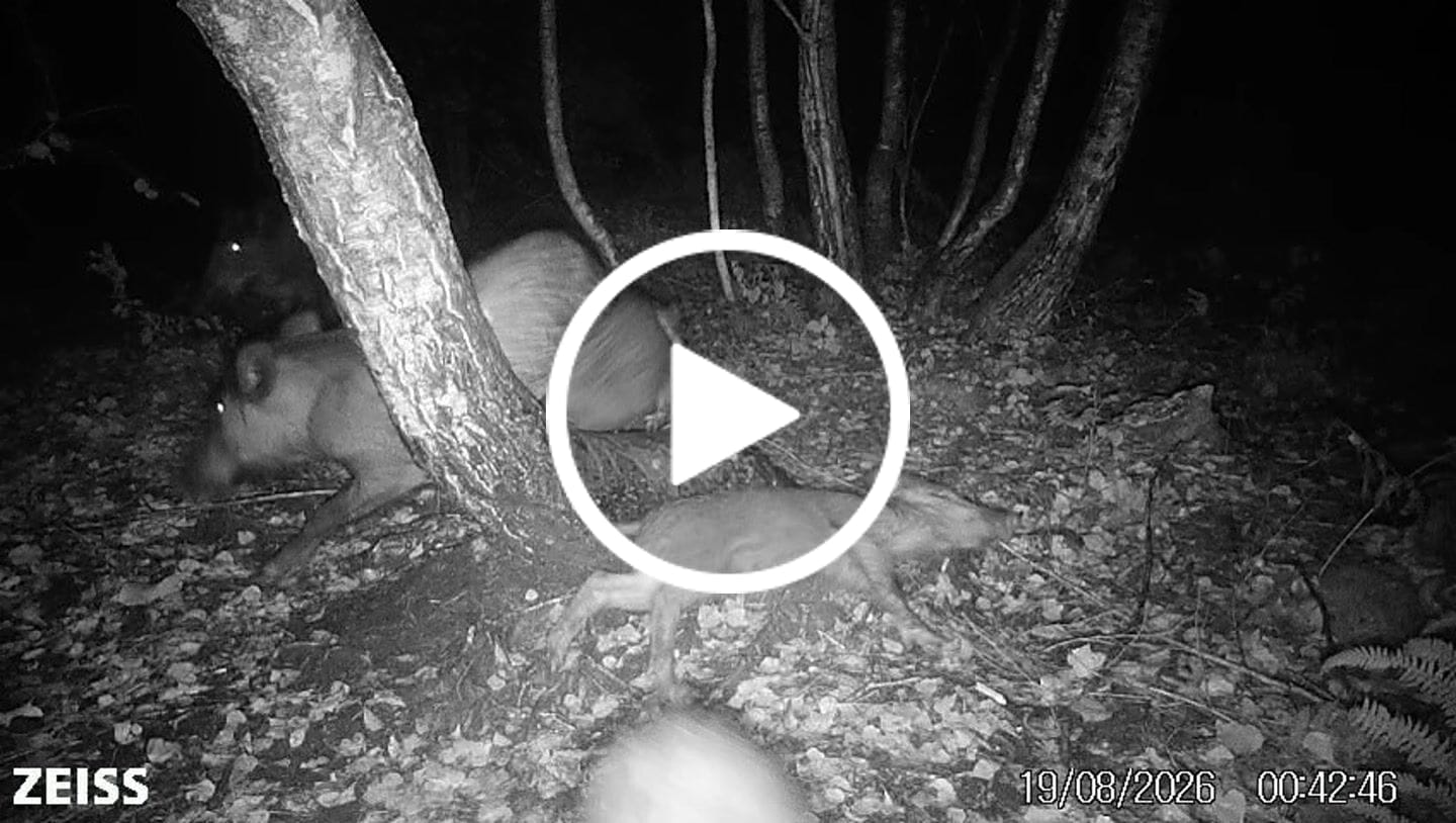 Customer video review of Teer-Plus Wildlockmittel - Schwarzwild