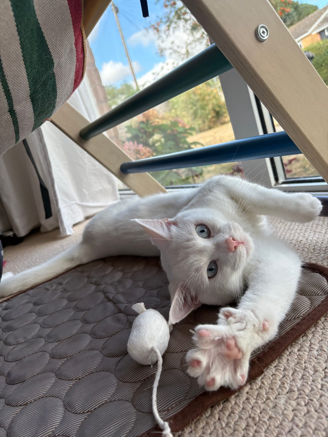 Customer photo review of The Ultimate Cooling Pet Mat