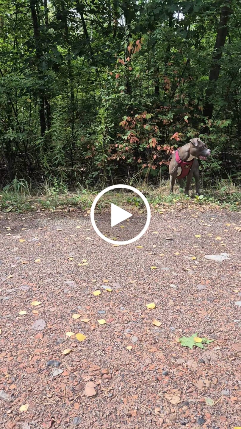 Customer video review of Comfort Premium Harness | Non Restrictive - Burgundy