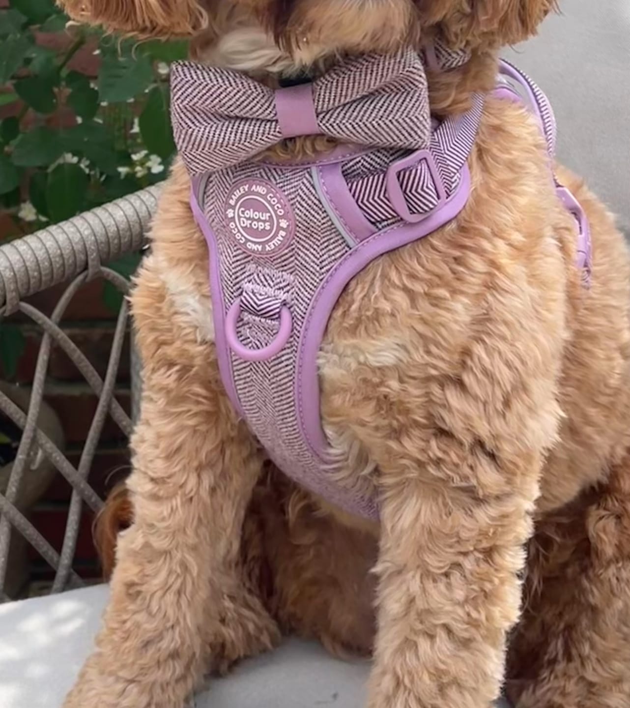 Customer photo review of Bow Tie - Colour Drops - Plum Tweed