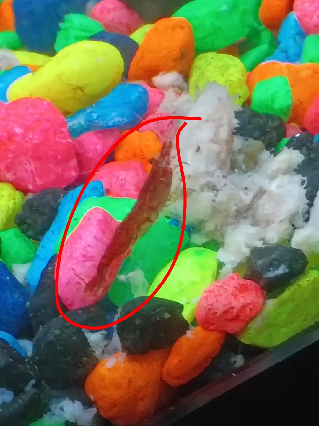 Customer photo review of Skittles Shrimp