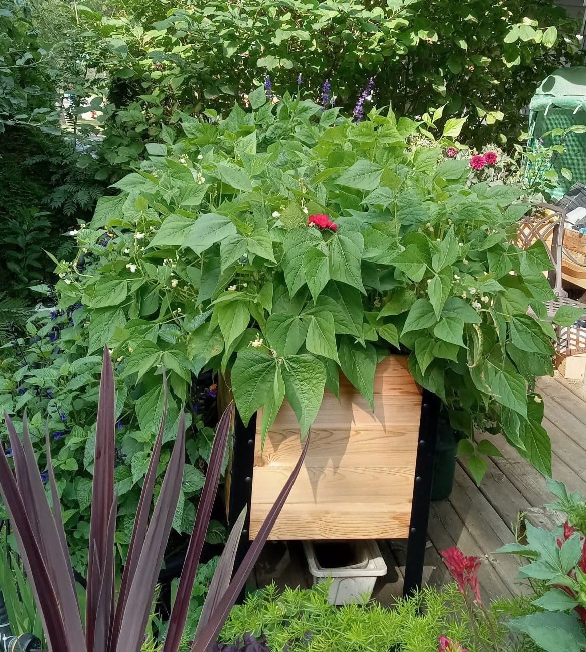 Customer photo review of Winter Covers for 30" Tall Raised Garden Beds