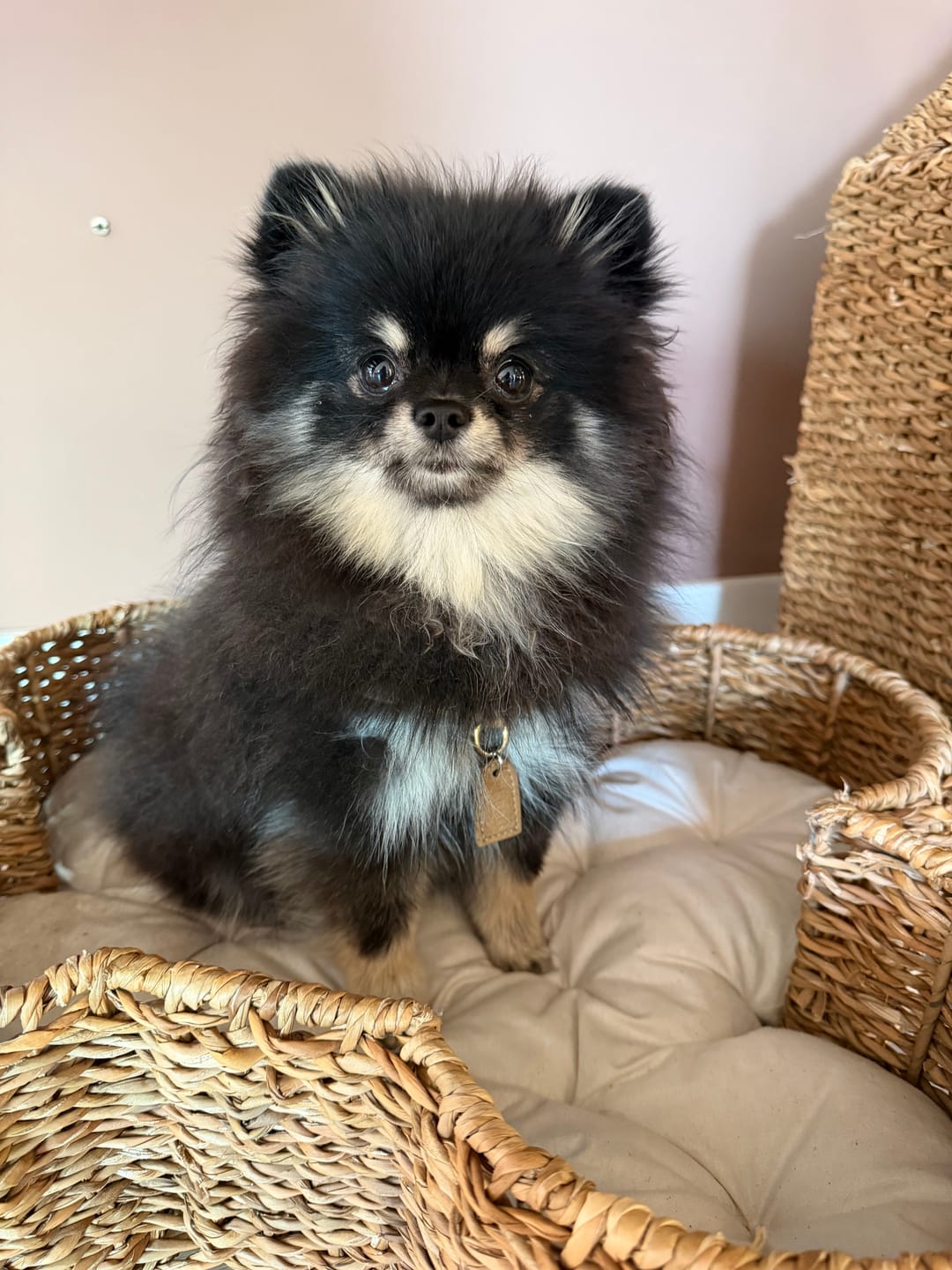 Customer photo review of Caffe Latte Leash