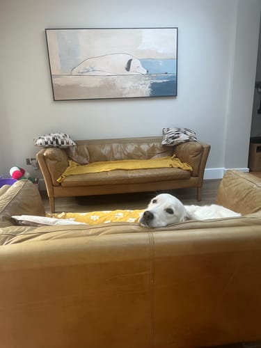 Customer photo review of Restful Canine Silhouette #MA299