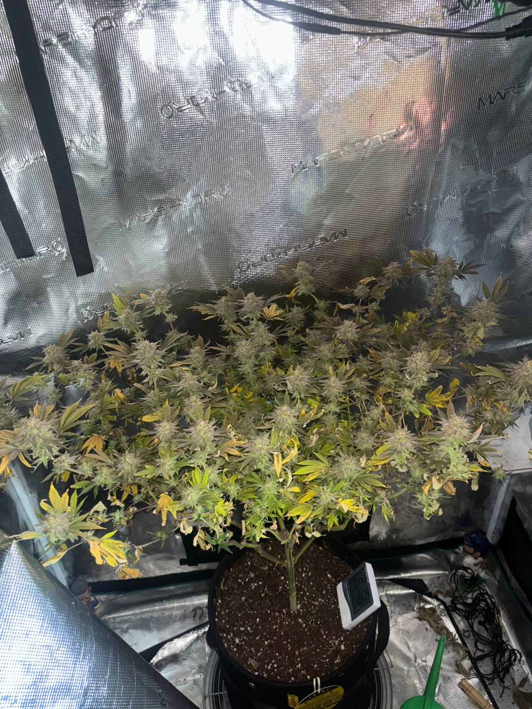 Customer photo review of Aurora Merlot Feminized Photoperiod Seeds