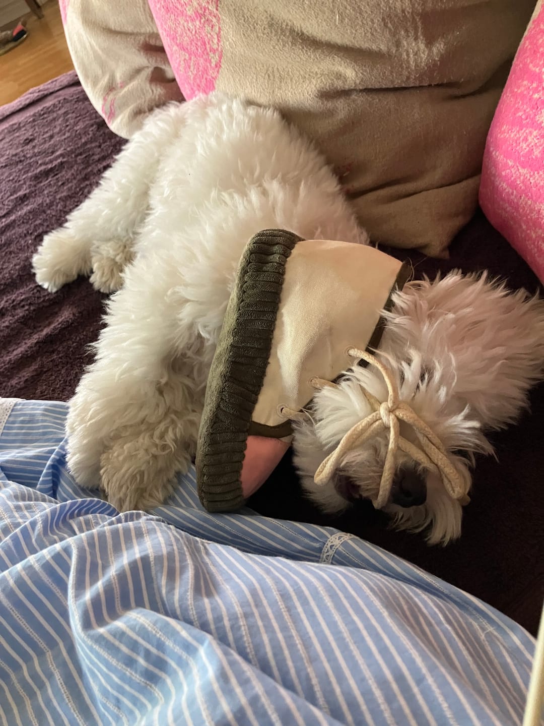 Customer photo review of Sneaky Toy