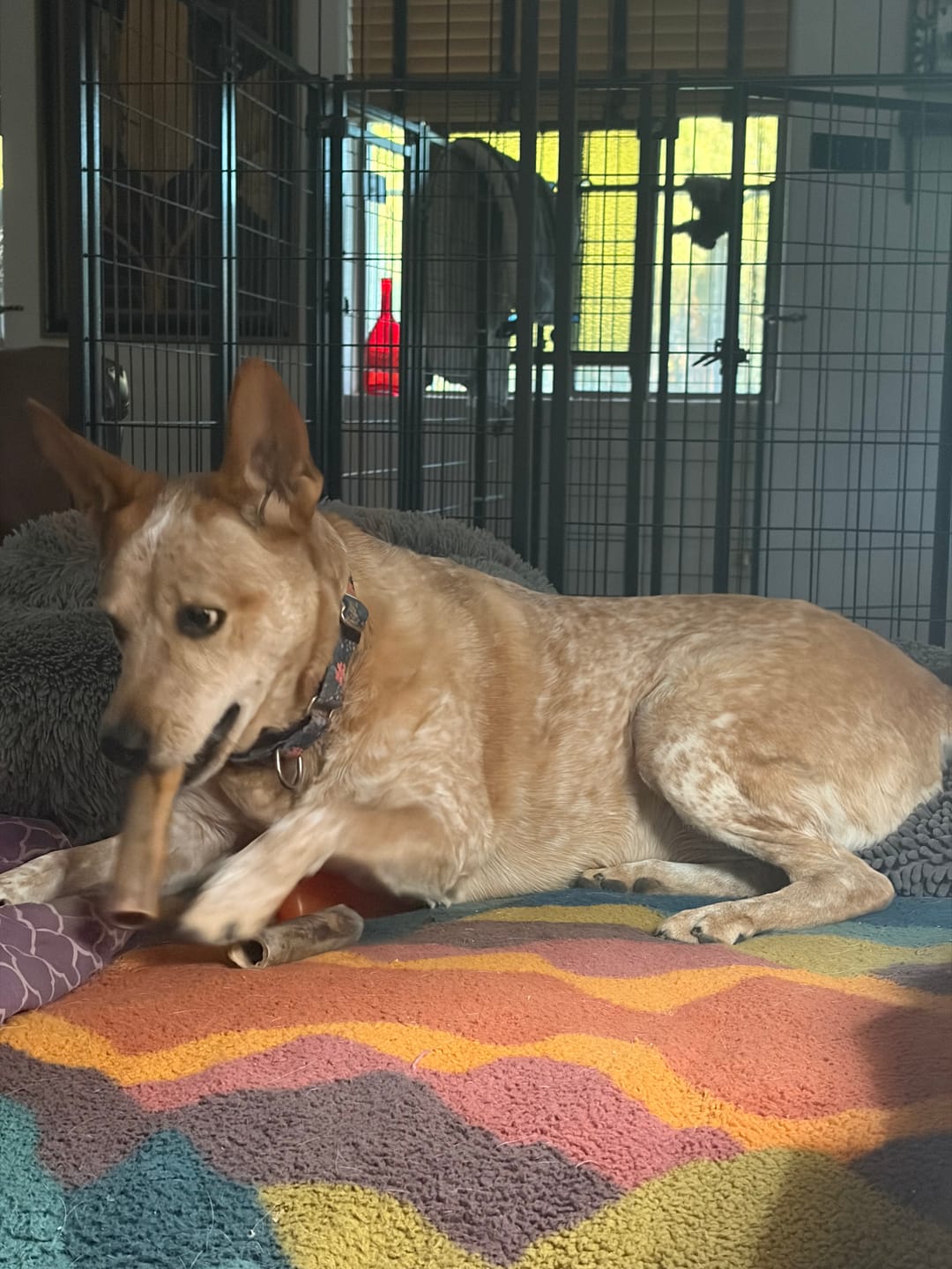 Customer photo review of Ostrich Chunky Bones (5" x 2" - 2 Pack): The Long-Lasting, Flavor-Packed Bones for Medium to Large Dogs