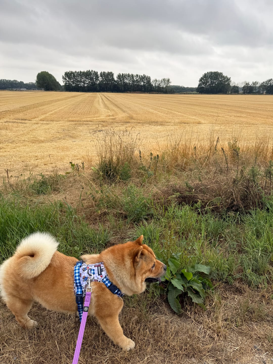 Customer photo review of Paddington™ Tough Trails™ Harness - London