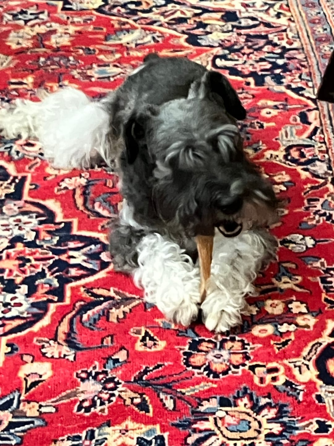 Customer photo review of Ostrich Runner (5" x 1.5"): The Flavorful & Long-Lasting Chew for Small to Medium Dogs - 2 Pieces