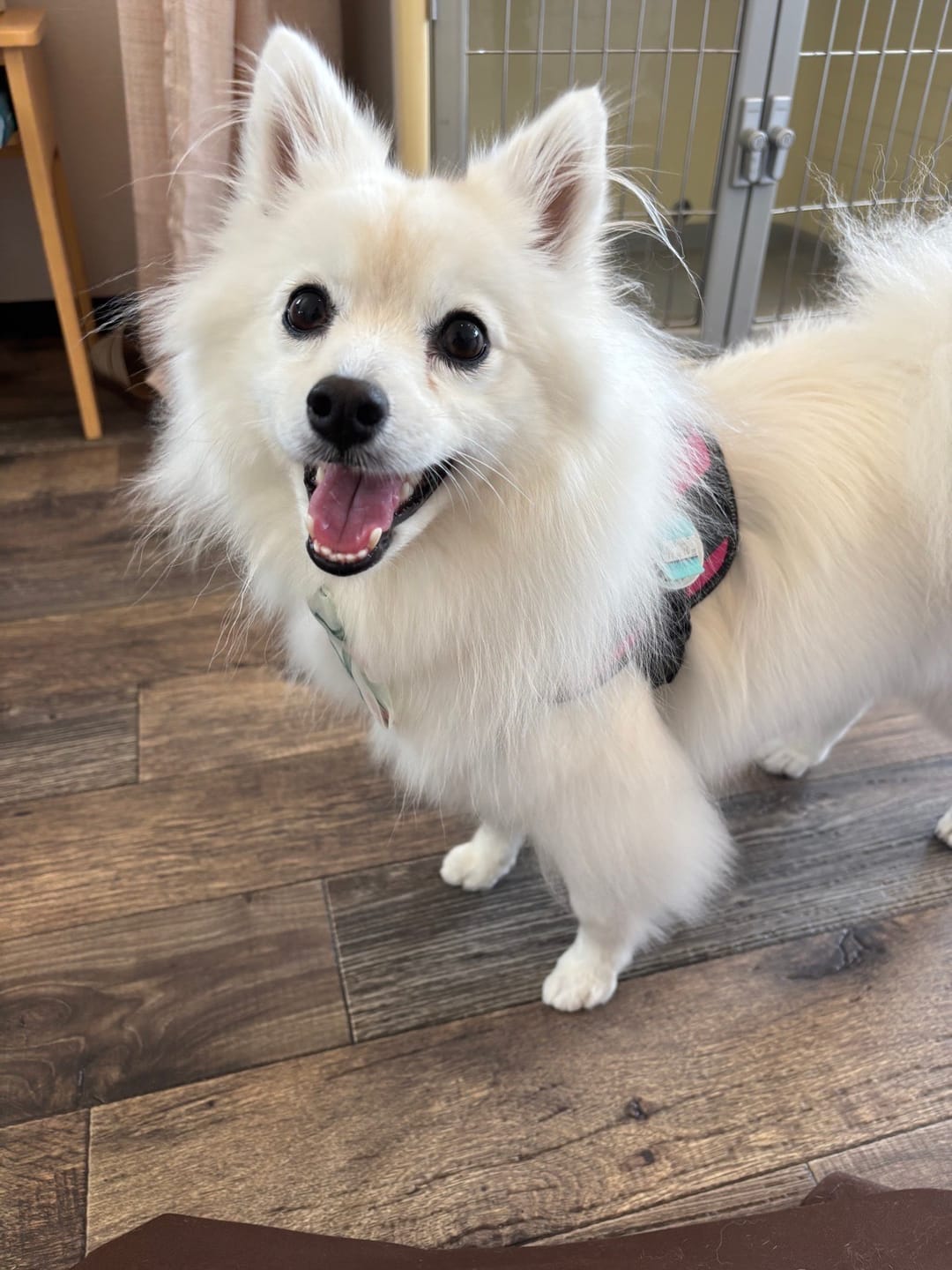 Customer photo review of ハーネス専用お名前タグ（２枚セット・マジックテープ式）