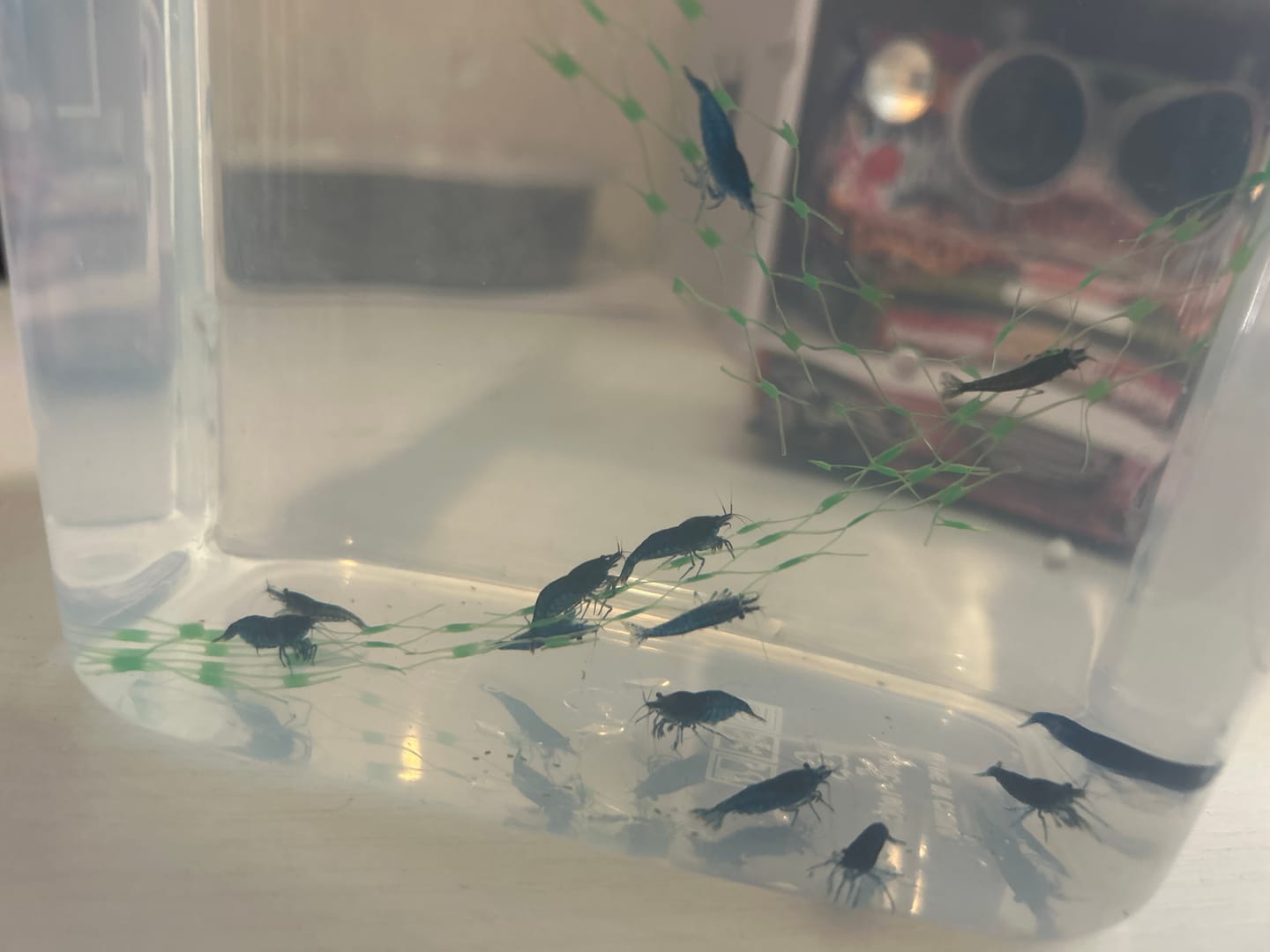 Customer photo review of Blue Dream Shrimp