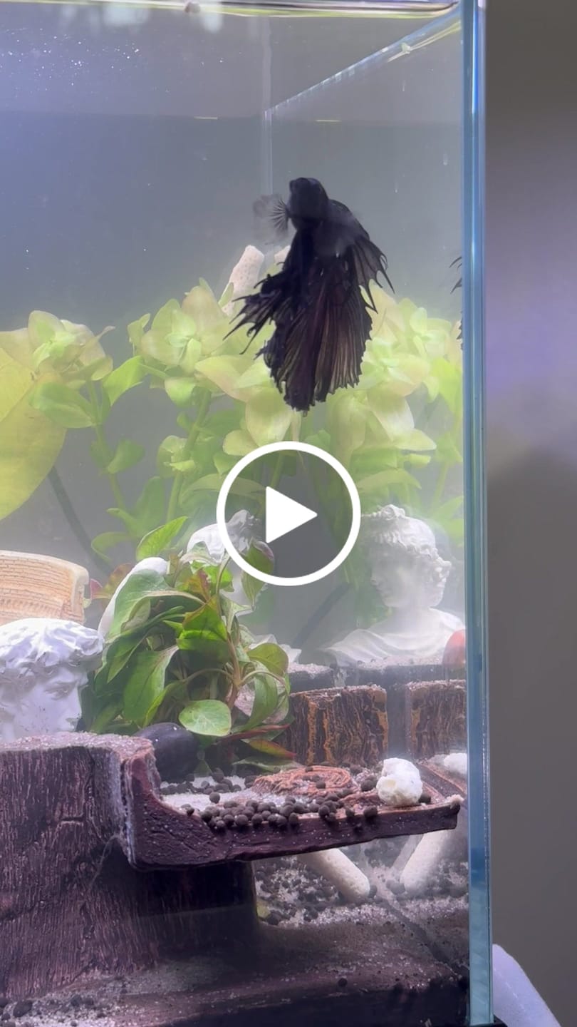 Customer video review of Black Copper Halfmoon Male Betta Fish
