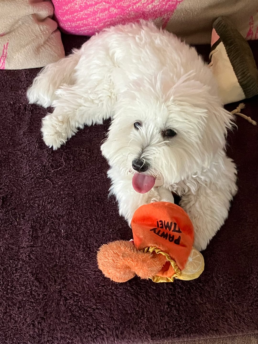 Customer photo review of Dog Toy Chin Chin