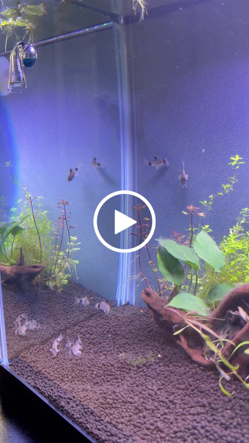 Customer video review of Panda Cory Catfish