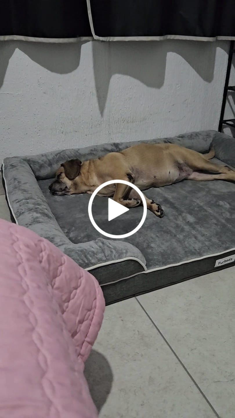 Customer video review of Cama Ortopédica para Perros