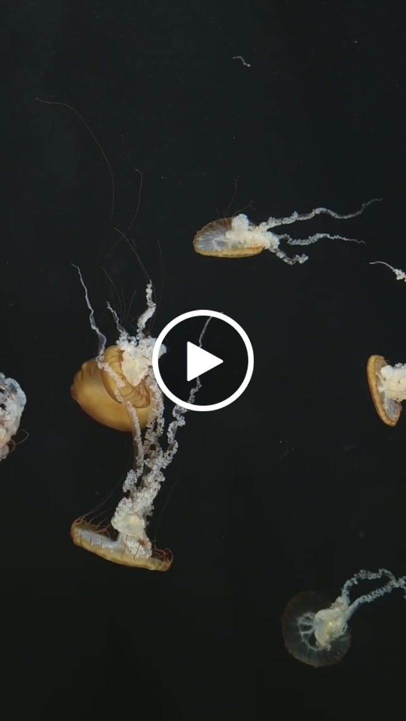 Customer video review of Plant Derived Sponges