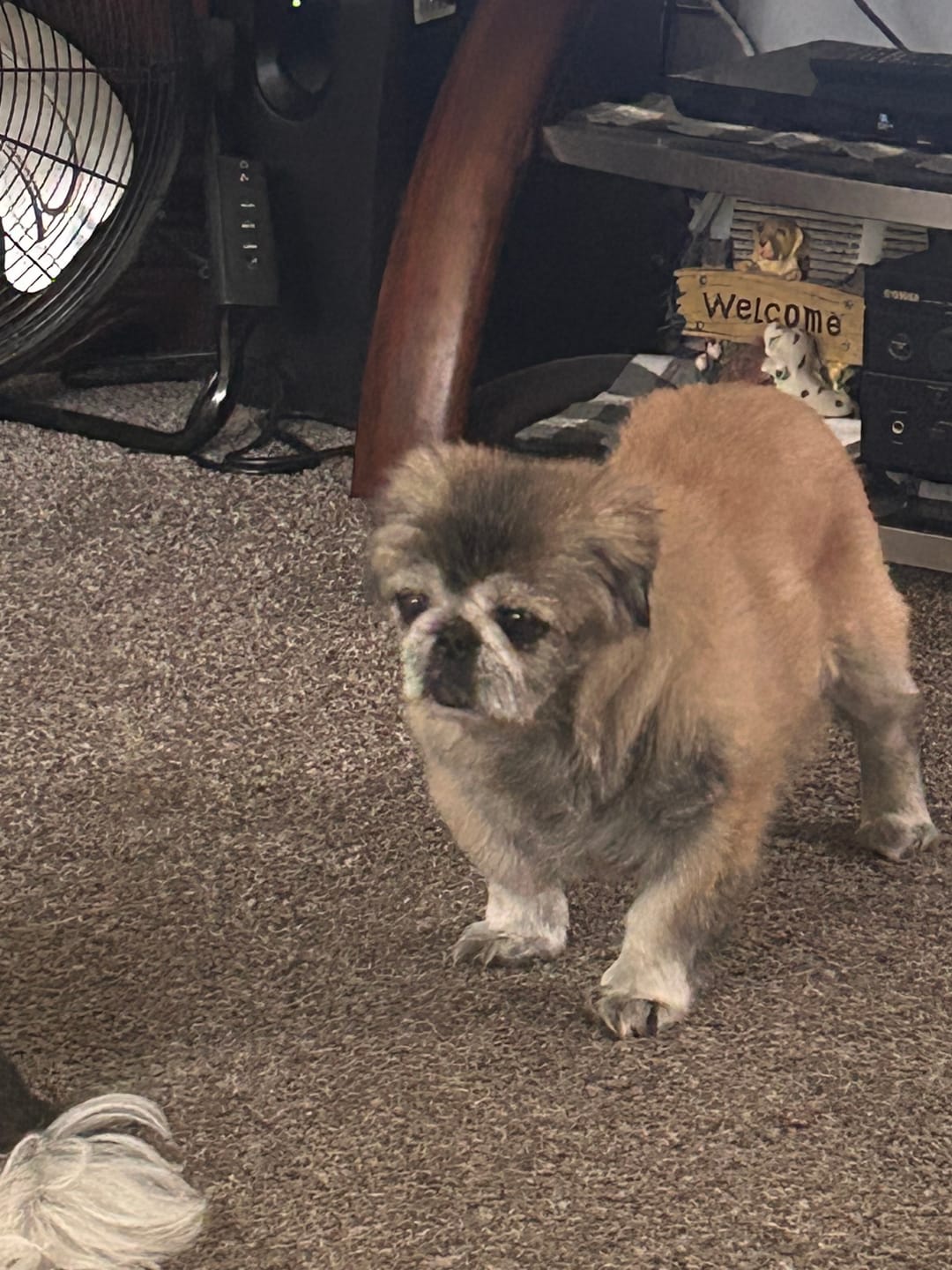 Customer photo review of Iron Paws Daily Human-Grade Superfood For Dogs