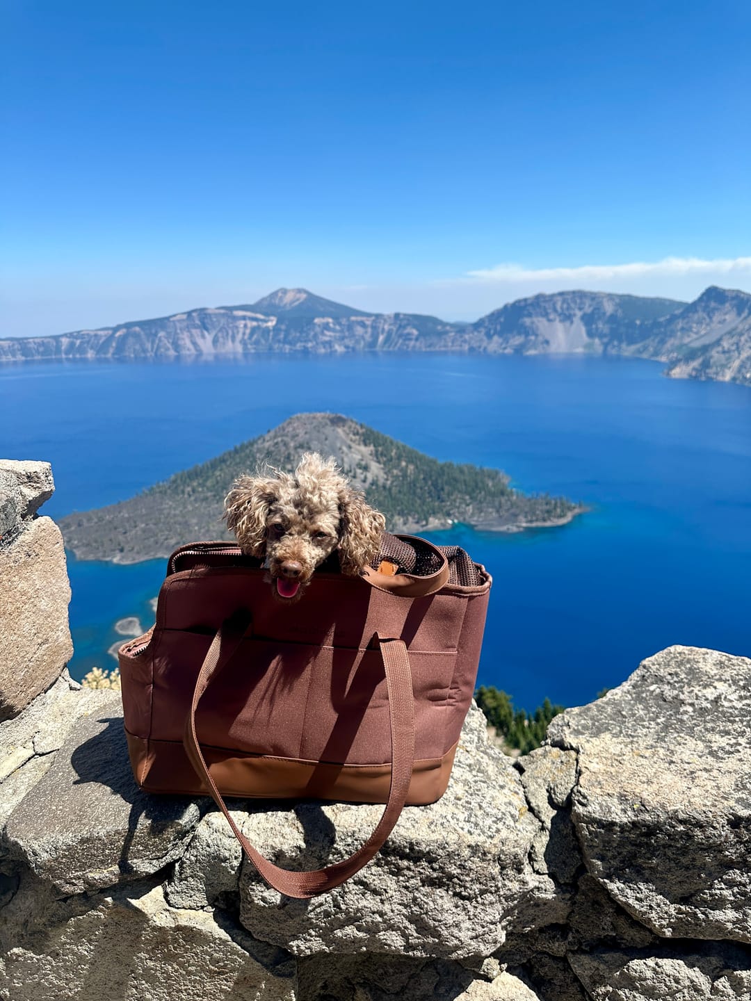 Customer photo review of Chocolate Brown Pet Tote Bag
