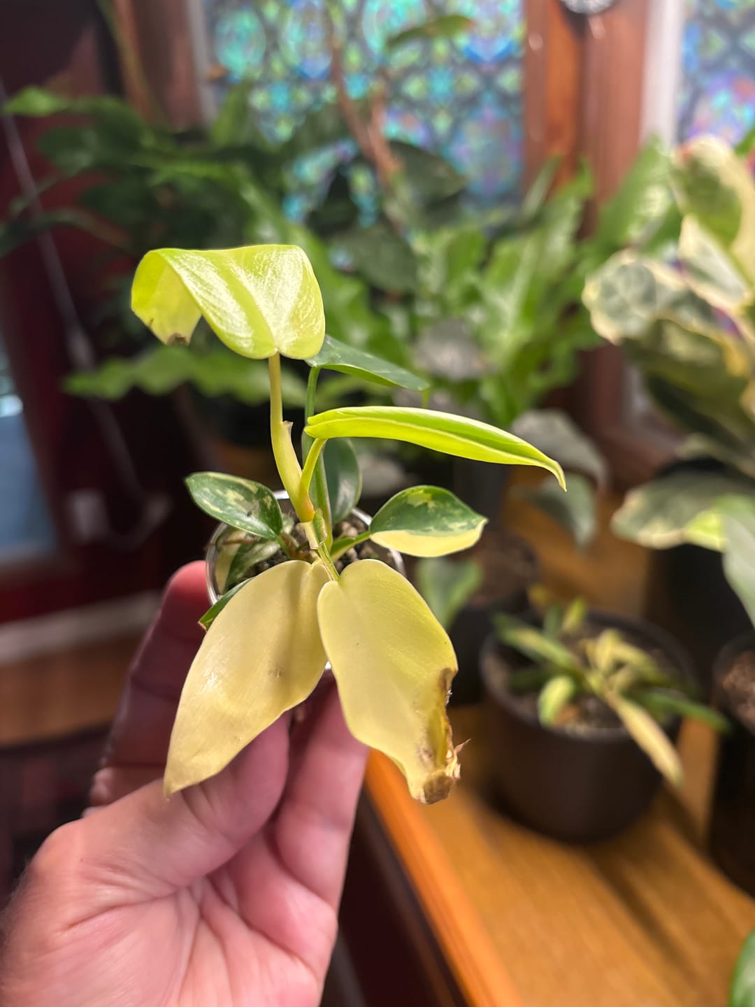 Customer photo review of Philodendron Florida Beauty Variegated