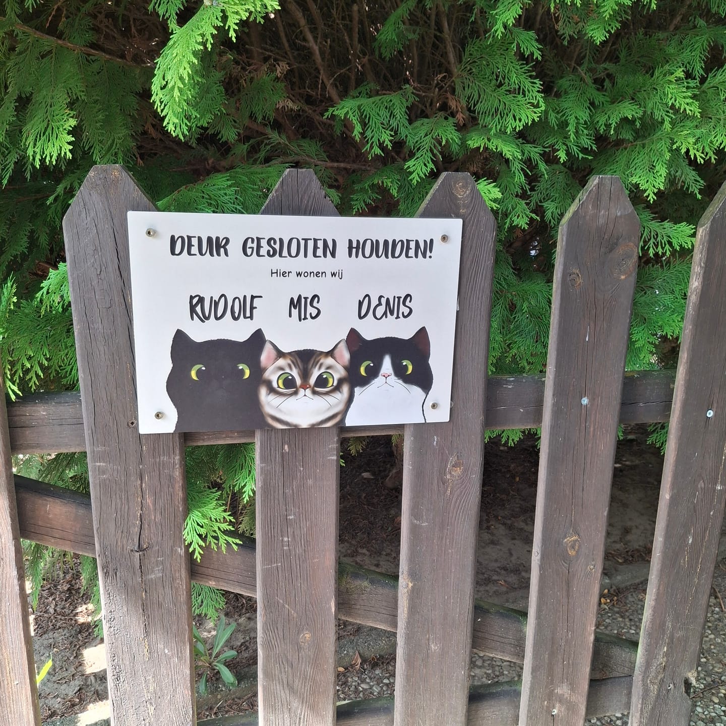 Customer photo review of Nieuwsgierige katten - Gepersonaliseerde deurbord