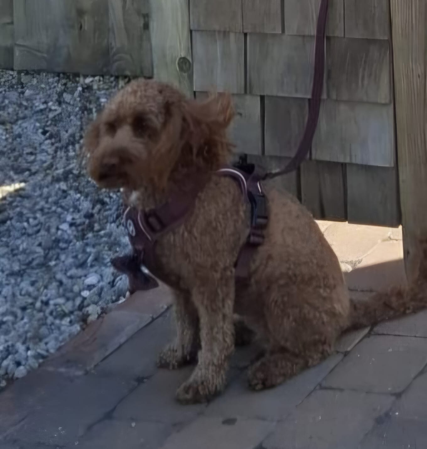 Customer photo review of Trail & Glow® Dog Harness - Mulberry Tweed