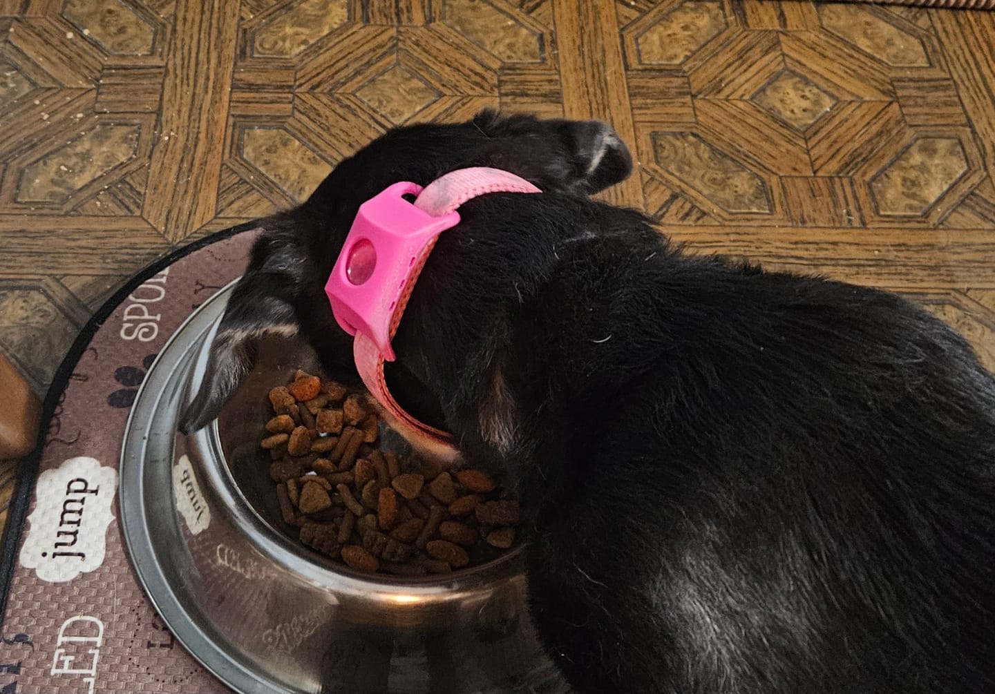 Customer photo review of FurLife™ 12 Months Flea and Tick Free