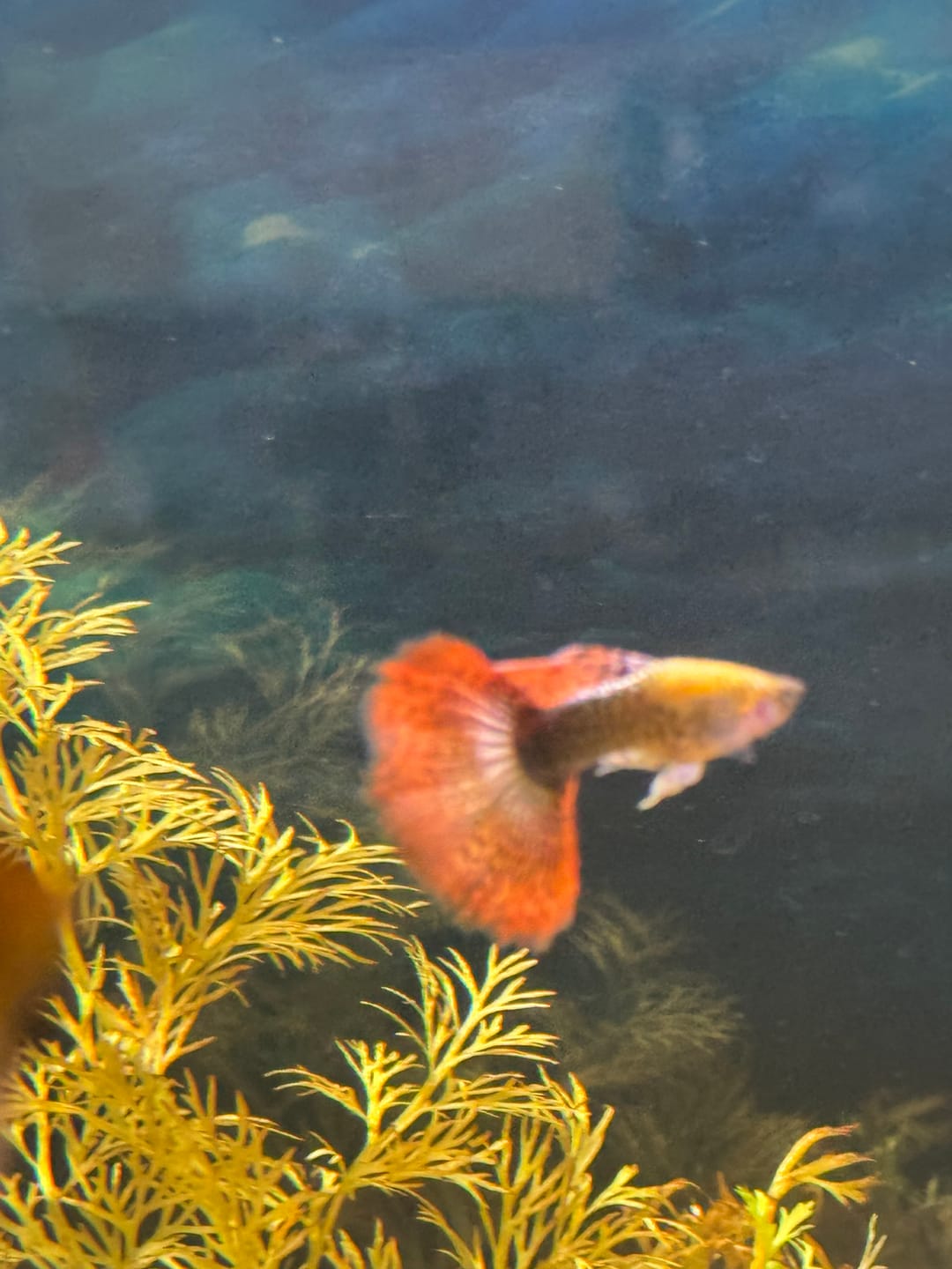 Customer photo review of Live Freshwater Aquarium Red Devil Super Red Angelfish (Our Choice)