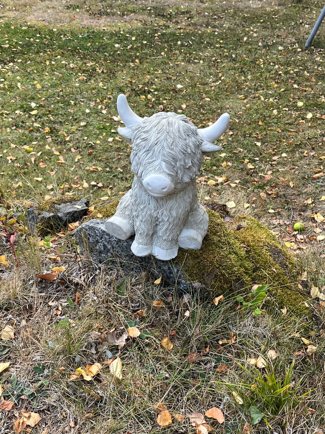 Customer photo review of Bosse – charmig Highland cattle