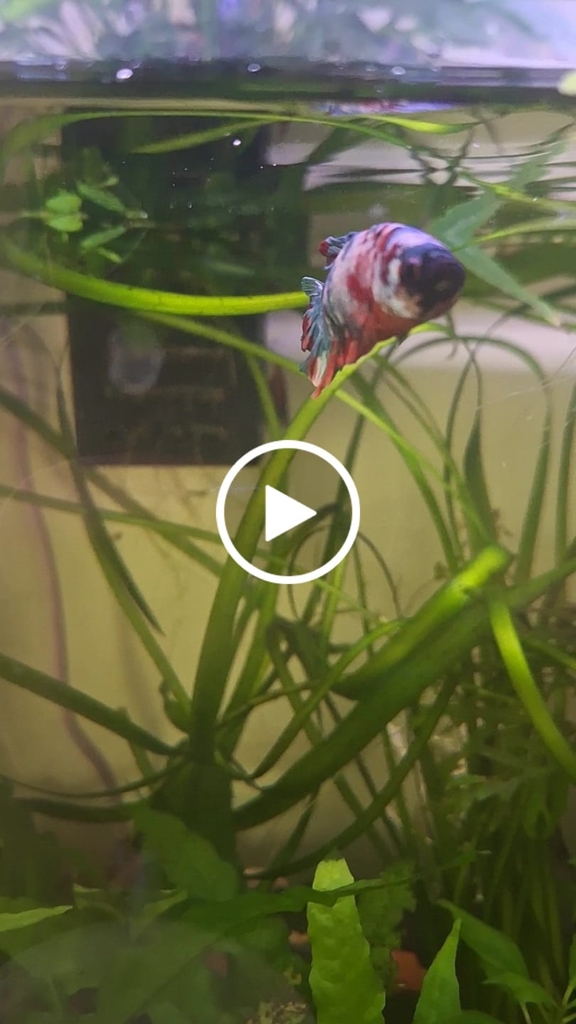 Customer video review of Multicolor King Giant Plakat Male Betta Fish | Mystery Betta